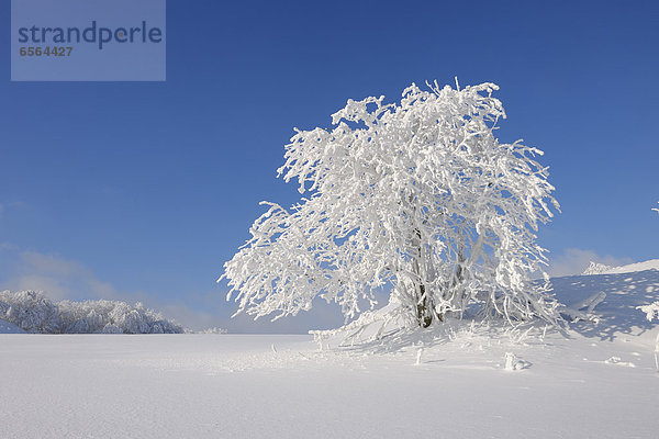 Deutschland  Sachsen  Schneebedeckte Bäume in der Winterlandschaft des Erzgebirges