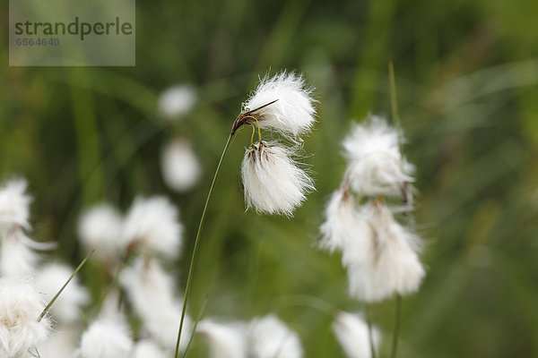 Germany  Bavaria  Common cottongrass  close up