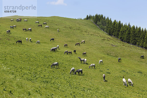 Austria  Styria  Lipizzan Horses on summer pasture at Stubalpe mountain