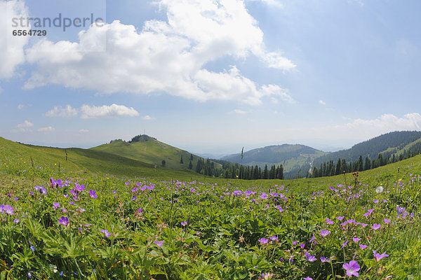 Österreich  Steiermark  Blick auf Cranesbill auf die Stubalpe