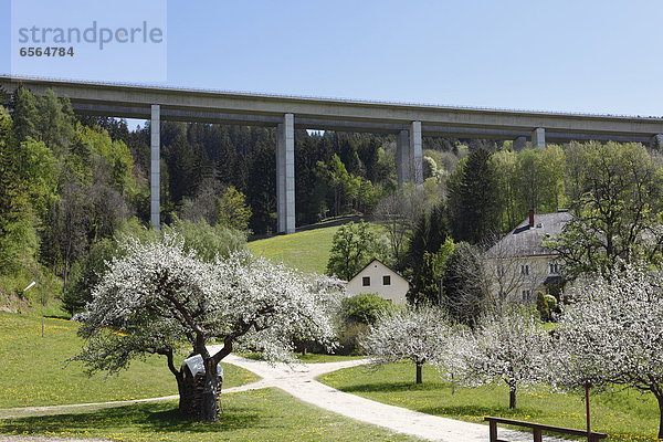 Österreich  Kärnten  Blick auf Autobahnbrücke und blühenden Obstbaum am Wolfsberg