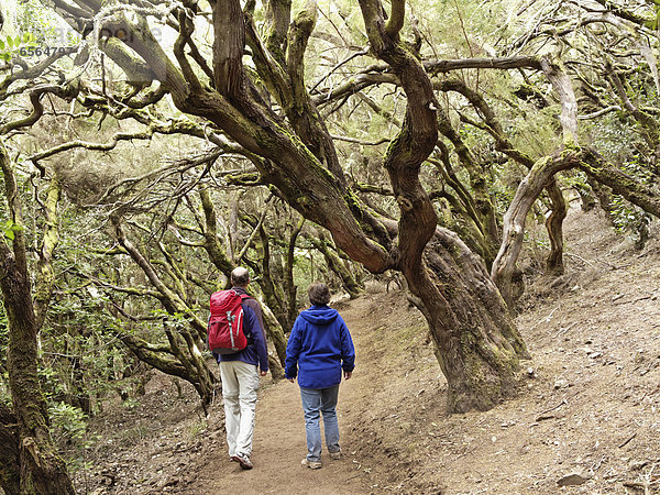 Spanien  Paar Wanderungen durch den Lorbeerwald im Garajonay Nationalpark