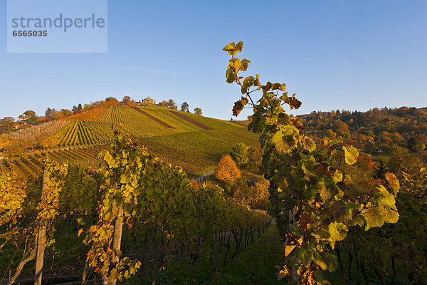 Deutschland  Baden Württemberg  Stuttgart  Blick auf den Weinberg