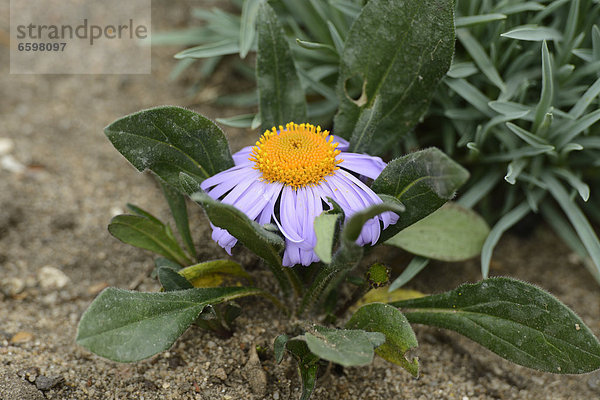 Berg-Aster (Aster amellus)  close-up