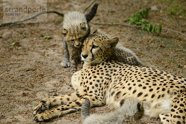 Gepard (Acinonyx jubatus) mit Jungtieren