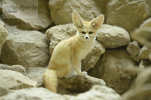 Wüstenfuchs im Zoo Augsburg  Bayern  Deutschland