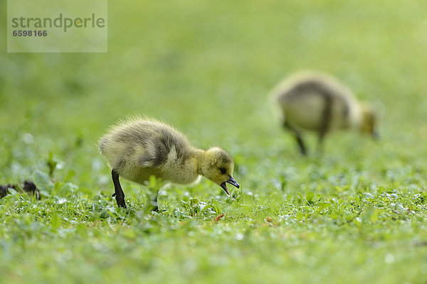 Zwei Kanadagans-Küken (Branta canadensis) auf einer Wiese