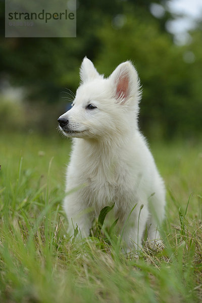 Thürner Wolfshund-Welpe auf einer Wiese