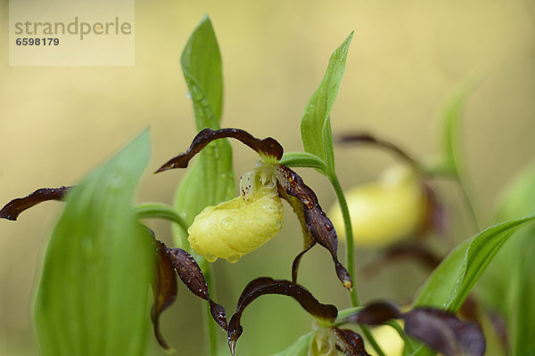 Gelber Frauenschuh (Cypripedium calceolus)  close-up