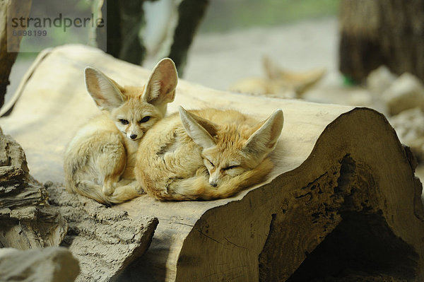 Zwei Wüstenfüchse im Zoo Augsburg  Bayern  Deutschland