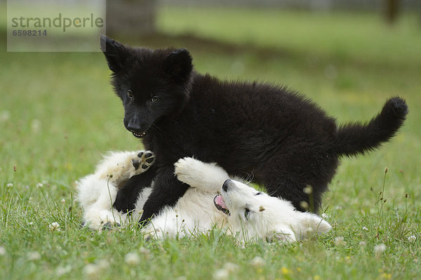 Zwei Hundewelpen spielen auf einer Wiese