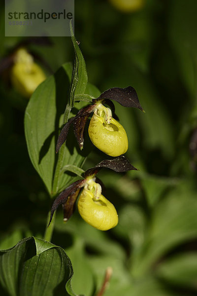 Gelber Frauenschuh (Cypripedium calceolus)  close-up