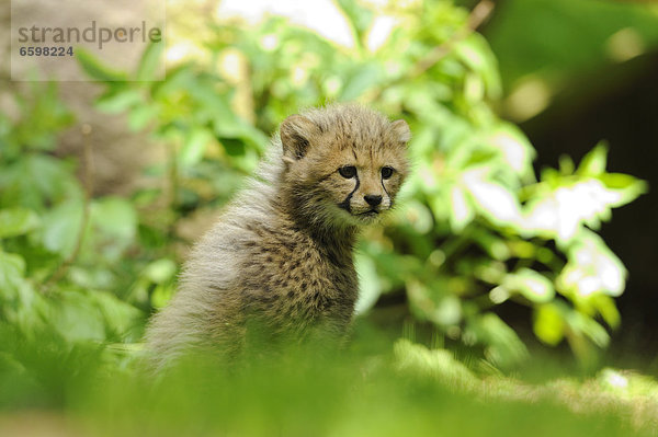 Junger Gepard (Acinonyx jubatus)