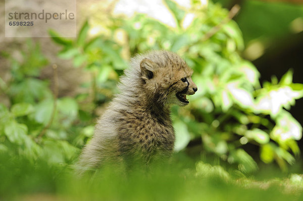 Junger Gepard (Acinonyx jubatus)