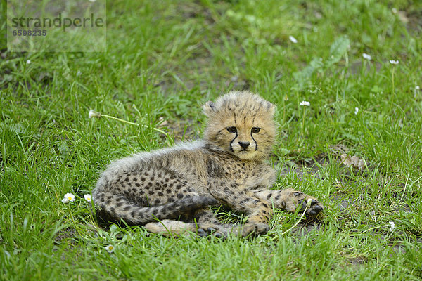 Junger Gepard (Acinonyx jubatus) liegt auf einer Wiese