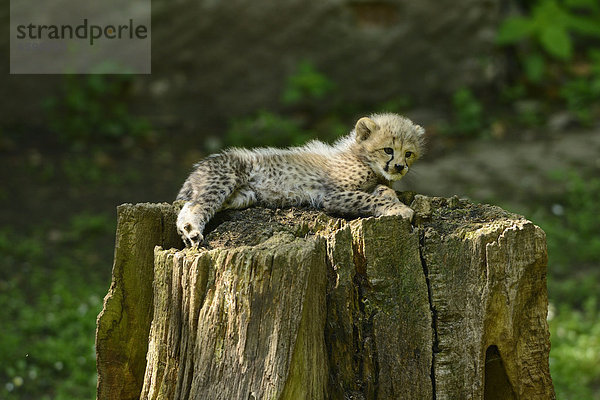 Junger Gepard (Acinonyx jubatus) liegt auf einem Baumstumpf