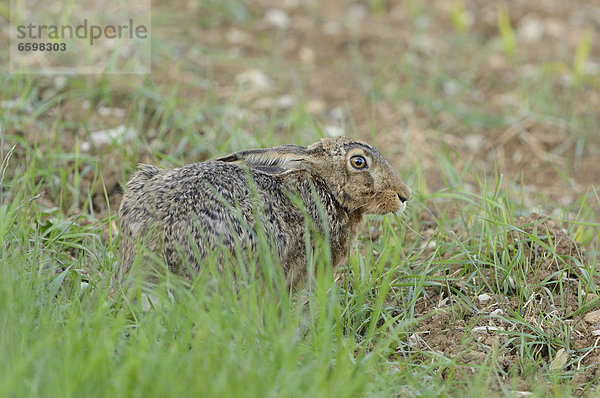 Feldhase (Lepus europaeus) auf dem Feld