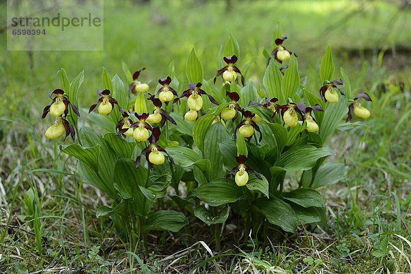 Gelber Frauenschuh (Cypripedium calceolus)