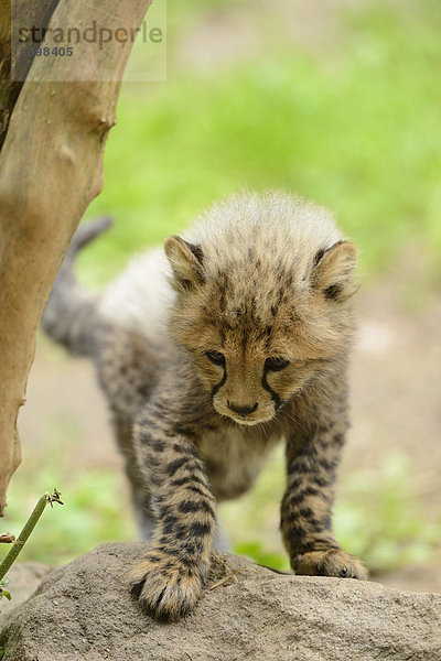 Junger Gepard (Acinonyx jubatus)