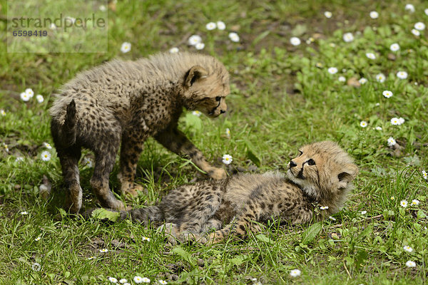 Zwei junge Geparden (Acinonyx jubatus) auf einer Wiese