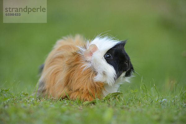 Meerschweinchen auf einer Wiese