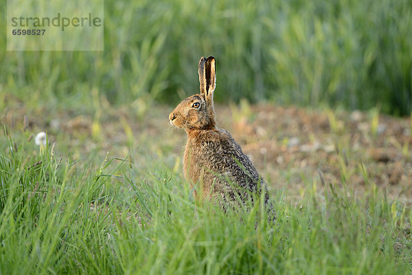 Feldhase (Lepus europaeus) auf dem Feld