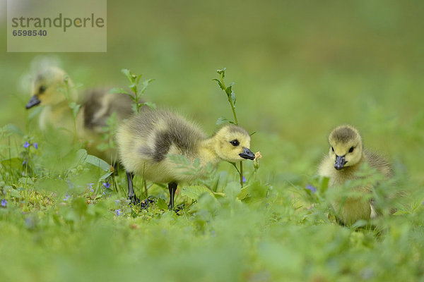 Kanadagans-Küken (Branta canadensis) auf einer Wiese