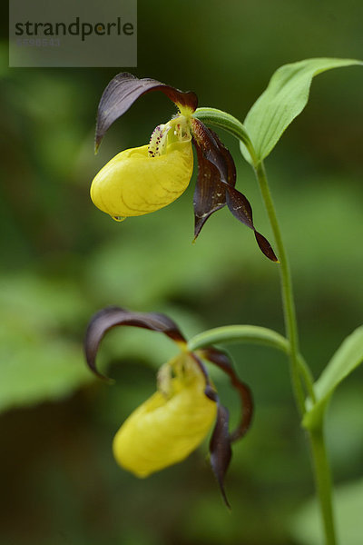 Gelber Frauenschuh (Cypripedium calceolus)  close-up