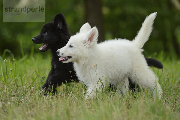 Zwei Hundewelpen auf einer Wiese