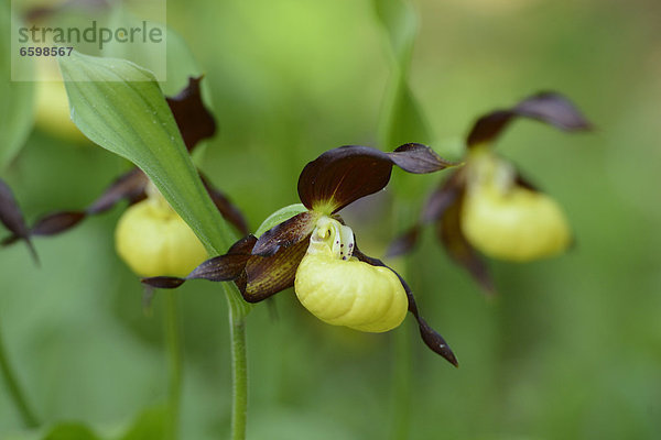 Gelber Frauenschuh (Cypripedium calceolus)  close-up