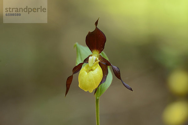 Gelber Frauenschuh (Cypripedium calceolus)  close-up