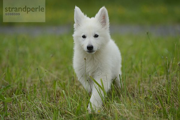 Thürner Wolfshund-Welpe auf einer Wiese