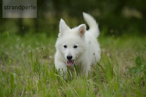 Thürner Wolfshund-Welpe auf einer Wiese