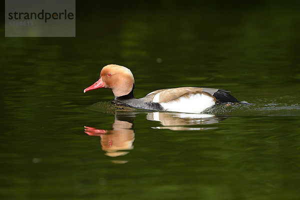 Kolbenente (Netta rufina) treibt auf dem Wasser