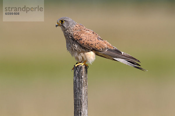 Turmfalke (Falco tinnunculus)  Männchen sitzt auf einem Pfosten  Apetlon  Neusiedlersee  Burgenland  Österreich  Europa