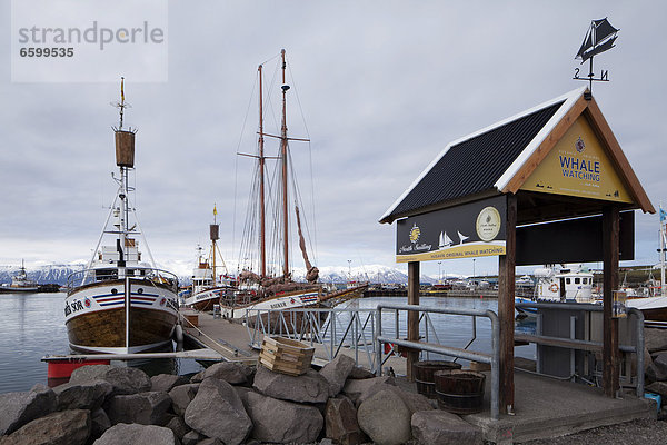 Hafen und Walbeobachtungszentrum  Husavik  Nordisland  Island  Europa