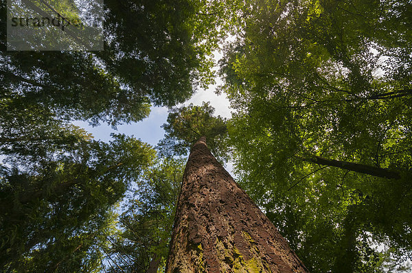 Mischwald im Sommer  Blick am Stamm einer Tanne entlang in die Baumkronen  Taunus  Hessen  Deutschland  Europa