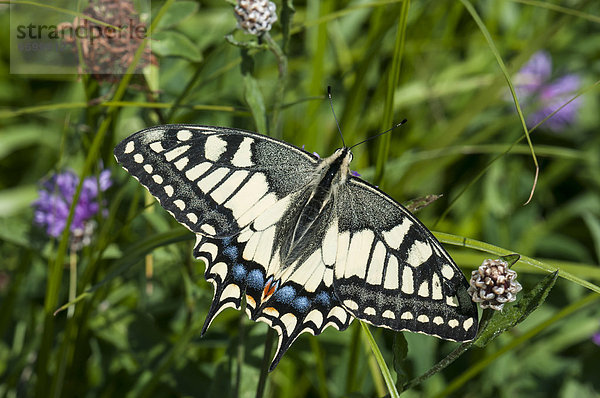 Schwalbenschwanz (Papilio machaon) auf Sommerwiese bei Dreieich-Götzenhain  Hessen  Deutschland  Europa