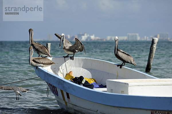 Fischerboot mit Braunpelikanen (Pelecanus occidentalis) am Strand Puerto Juarez  Cancun  Halbinsel Yucatan  Bundesstaat Quintana Roo  Mexiko  Lateinamerika  Nordamerika