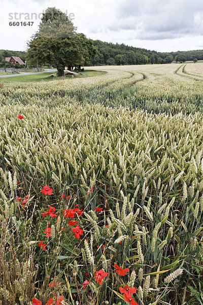 Weizenfeld mit Mohnblumen  Osnabrücker Land  Niedersachsen  Deutschland  Europa