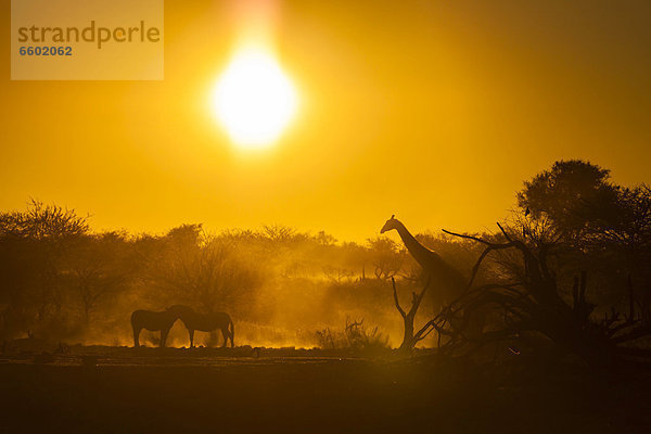 Wildtiere im Sonnenuntergang  Steppenzebra (Equus quagga)  Giraffe (Giraffa camelopardalis)  Etosha-Nationalpark  Namibia  Afrika