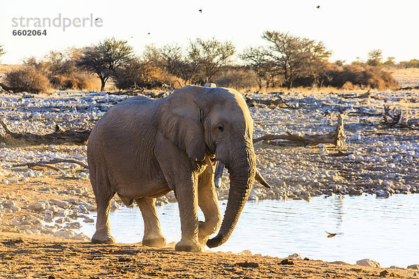 Afrikanischer Elefant (Loxodonta africana) am Wasserloch Okaukuejo  Etosha-Nationalpark  Namibia  Afrika