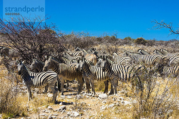 Namibia Etoscha Wildpark Etosha Afrika