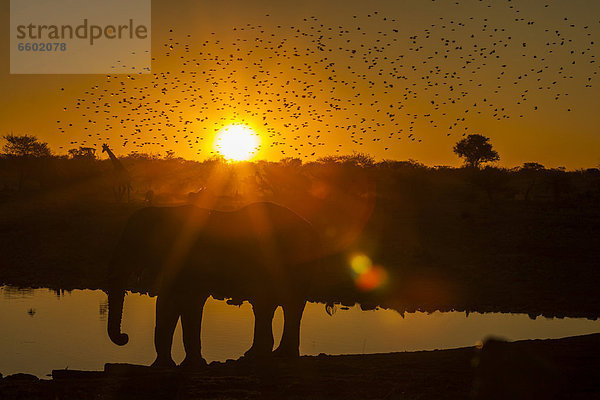 Wildtiere im Sonnenuntergang  Afrikanischer Elefant (Loxodonta africana)  Giraffe (Giraffa camelopardalis)  Etosha-Nationalpark  Namibia  Afrika