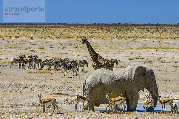 Afrikanischer Elefant (Loxodonta africana)  Giraffe (Giraffa camelopardalis)  Springbock (Antidorcas marsupialis)  Steppenzebra (Equus quagga) am Wasserloch Nebrowni  Etosha-Nationalpark  Namibia  Afrika