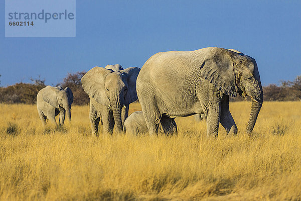 Afrikanischer Elefant (Loxodonta africana)  Elefantenfamilie mit Jungtier  Etosha-Nationalpark  Namibia  Afrika