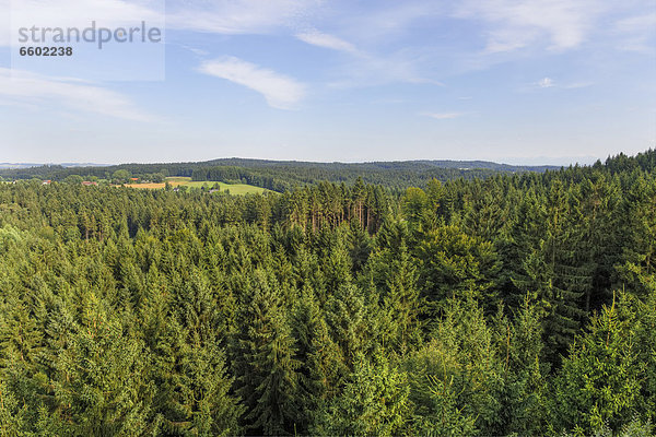 Fichtenwald  Blick vom Baumkronenweg in Kopfing im Innkreis  Innviertel  Oberösterreich  Österreich  Europa