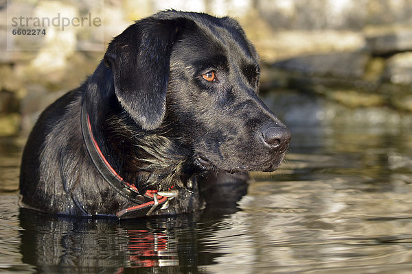 Schwarzer Labrador im Wasser