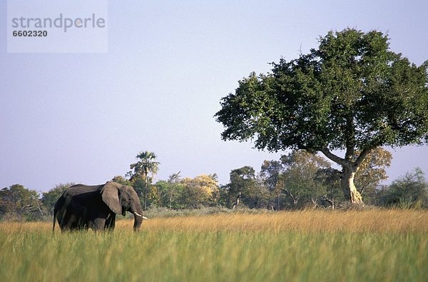 Wasser  Wiese  Elefant  grasen