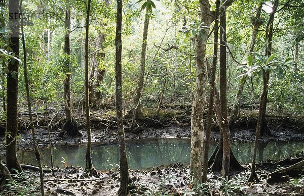 Mangrove